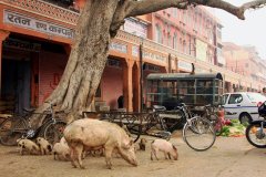 Jaipur, India
