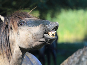 Konikpaarden in de Stille Kern, Zeewolde