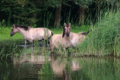 Konikpaarden in de Stille Kern, Zeewolde