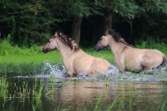 Konikpaarden in de Stille Kern, Zeewolde