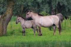 Konikpaarden in de Stille Kern, Zeewolde