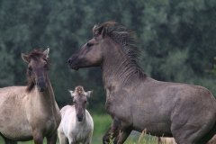 Konikpaarden in de Stille Kern, Zeewolde