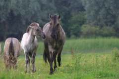 Konikpaarden in de Stille Kern, Zeewolde