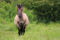 Konikpaarden in de Stille Kern, Zeewolde