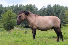 Konikpaarden in de Stille Kern, Zeewolde