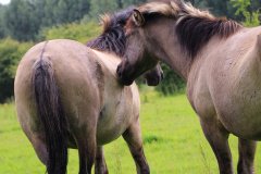 Konikpaarden in de Stille Kern, Zeewolde