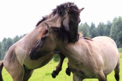 Konikpaarden in de Stille Kern, Zeewolde