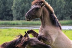 Konikpaarden in de Stille Kern, Zeewolde