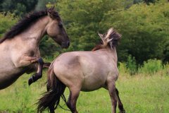 Konikpaarden in de Stille Kern, Zeewolde