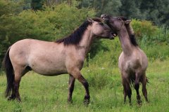 Konikpaarden in de Stille Kern, Zeewolde