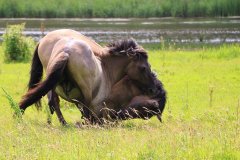 Konikpaarden in de Stille Kern, Zeewolde