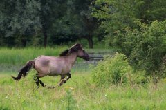 Konikpaarden in de Stille Kern, Zeewolde