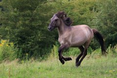 Konikpaarden in de Stille Kern, Zeewolde