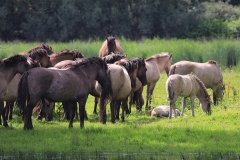 Konikpaarden in de Stille Kern, Zeewolde