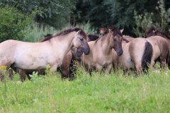 Konikpaarden in de Stille Kern, Zeewolde