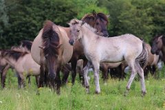 Konikpaarden in de Stille Kern, Zeewolde