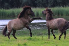 Konikpaarden in de Stille Kern, Zeewolde