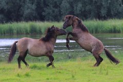 Konikpaarden in de Stille Kern, Zeewolde