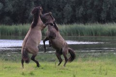 Konikpaarden in de Stille Kern, Zeewolde