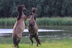 Konikpaarden in de Stille Kern, Zeewolde