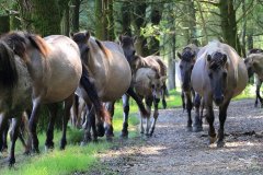 Konikpaarden in de Stille Kern, Zeewolde