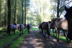 Konikpaarden in de Stille Kern, Zeewolde