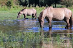 Konikpaarden in de Stille Kern, Zeewolde