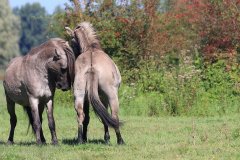 Konikpaarden in de Stille Kern, Zeewolde