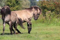 Konikpaarden in de Stille Kern, Zeewolde