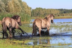 Konikpaarden in de Stille Kern, Zeewolde