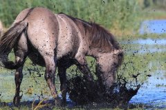 Konikpaarden in de Stille Kern, Zeewolde