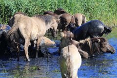 Konikpaarden in de Stille Kern, Zeewolde