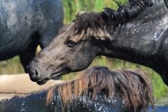 Konikpaarden in de Stille Kern, Zeewolde