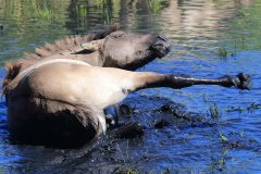 Konikpaarden in de Stille Kern, Zeewolde