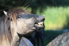 Konikpaarden in de Stille Kern, Zeewolde