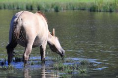Konikpaarden in de Stille Kern, Zeewolde