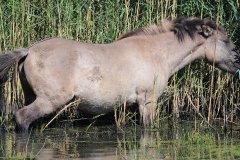 Konikpaarden in de Stille Kern, Zeewolde