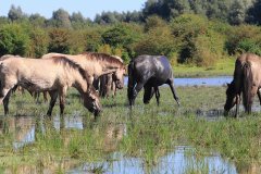 Konikpaarden in de Stille Kern, Zeewolde