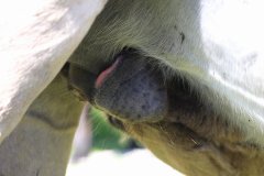 Konikpaarden in de Stille Kern, Zeewolde
