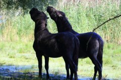 Konikpaarden in de Stille Kern, Zeewolde