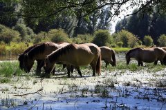 Konikpaarden in de Stille Kern, Zeewolde