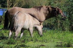 Konikpaarden in de Stille Kern, Zeewolde