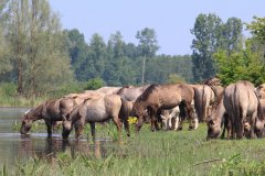Konikpaarden in de Stille Kern, Zeewolde