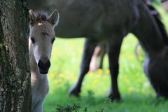 Konikpaarden in de Stille Kern, Zeewolde