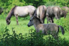 Konikpaarden in de Stille Kern, Zeewolde