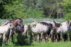 Konikpaarden in de Stille Kern, Zeewolde