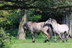 Konikpaarden in de Stille Kern, Zeewolde