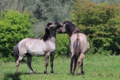 Konikpaarden in de Stille Kern, Zeewolde