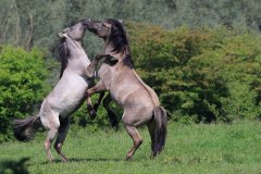 Konikpaarden in de Stille Kern, Zeewolde