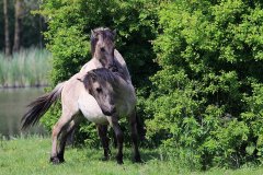 Konikpaarden in de Stille Kern, Zeewolde
